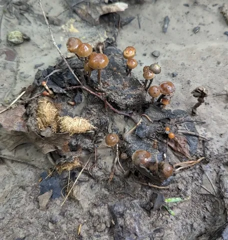 Dung-loving Deconica (Deconica coprophila)
