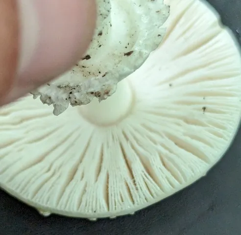 White Panther (Amanita multisquamosa)