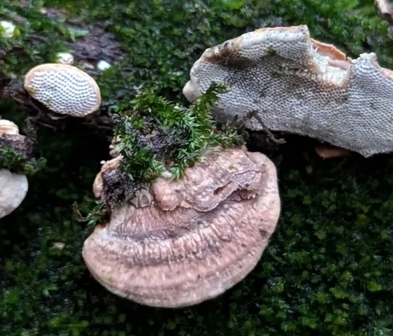 undefined (Perenniporia ohiensis)