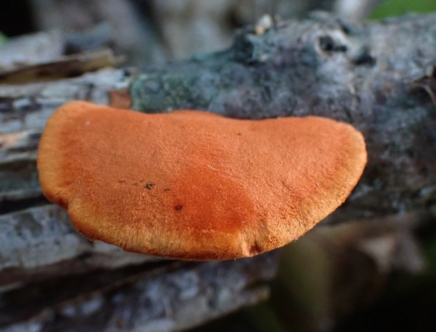 Northern Cinnabar Polypore (Trametes cinnabarina)