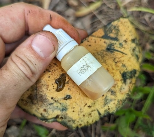 American Lurid Bolete (Suillellus ameriluridus)