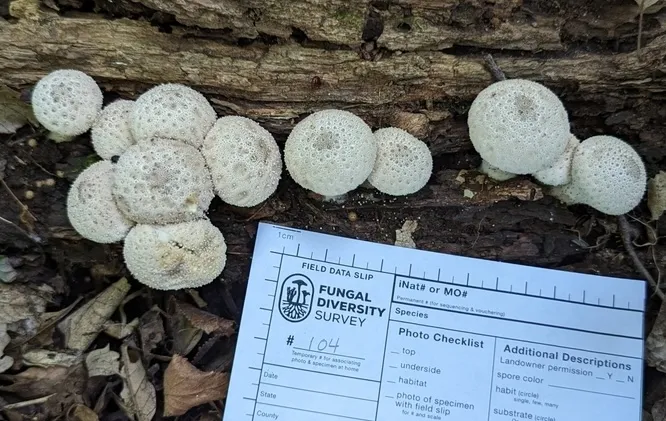 Common Puffball (Lycoperdon perlatum)