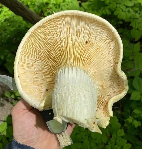Lynx Paw Oyster (Pleurotus levis)