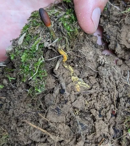 Snaketongue Truffleclub (Tolypocladium ophioglossoides)