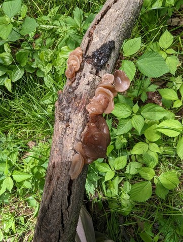 American Tree Ear (Auricularia americana)