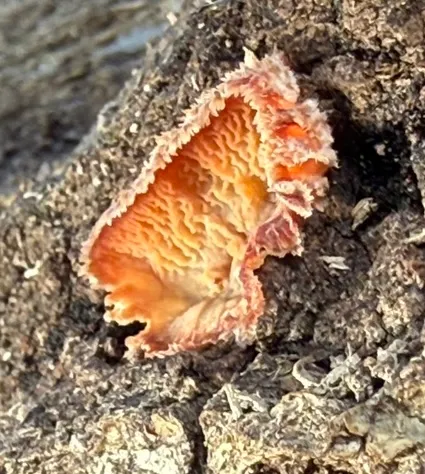 Trembling Crust (Merulius tremellosus)