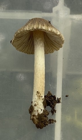 null (Inocybe sp-NE01)