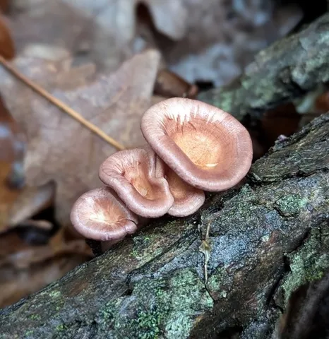 Panus conchatus