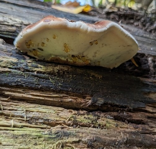 Resinous Polypore (Ischnoderma resinosum)