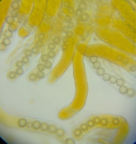 undefined (Pachyphlodes carnea)