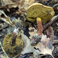 Dirty Bolete