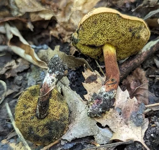 Cyanoboletus cyaneitinctus