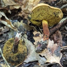 Dirty Bolete