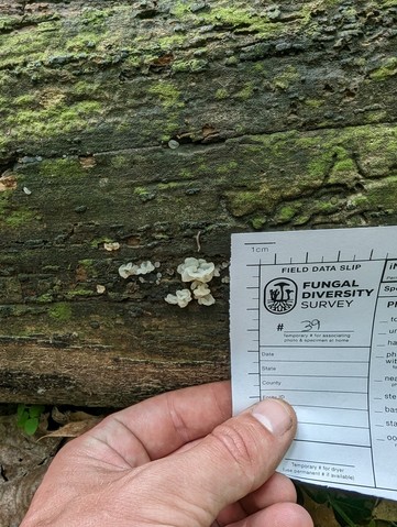 White Jelly Fungus (Ductifera pululahuana)