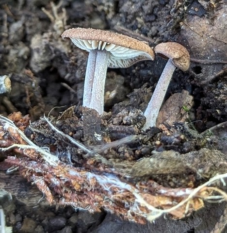 Beard Stem Gymnopus (Gymnopus barbipes)