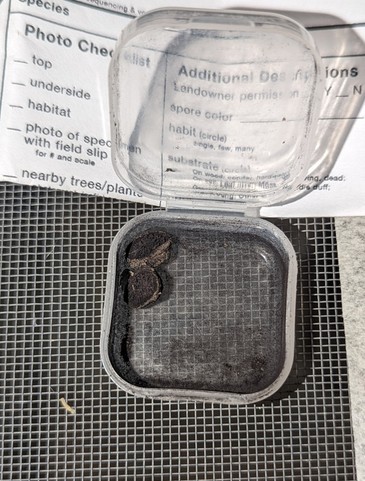 undefined (Elaphomyces sp.)