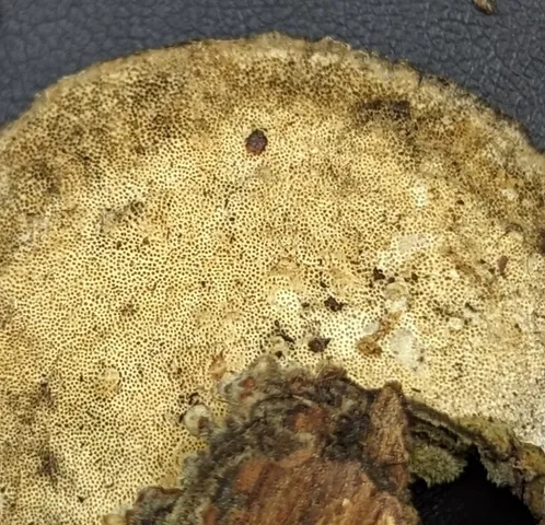 Turkey Tail (Trametes versicolor)