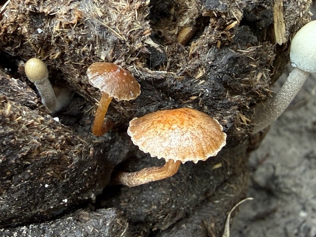 Dung-Loving Deconica (Deconica coprophila)