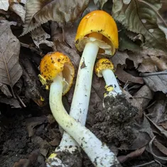 Yellow Patches