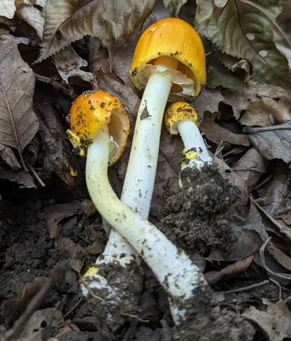Amanita flavoconia