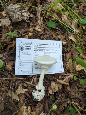 Great Felt Skirt Destroying Angel (Amanita magnivelaris)