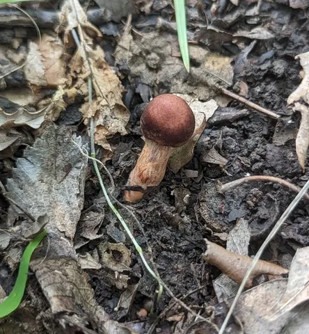 Tiffany's Webcap (Cortinarius tiffanyae)
