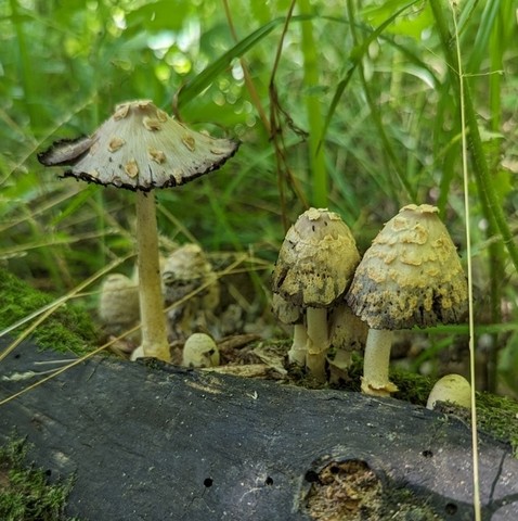 Scaly Ink Cap (Coprinopsis variegata)