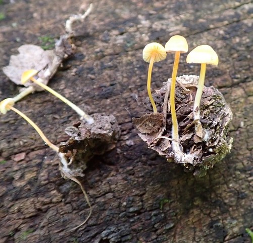 Walnut Mycena (Mycena crocea)
