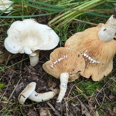 Stout Pink-Staining Lactarius