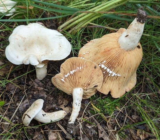 Stout Pink-Staining Lactarius (Lactarius subvernalis var. cokeri)