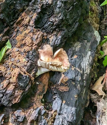 (Russula fucosa)