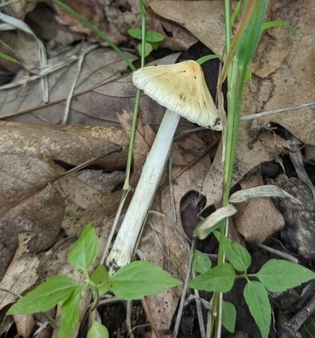 null (Inocybe sp-IN19)