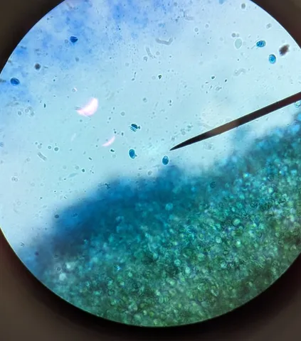 Purple-edged Lute (Callistosporium purpureomarginatum)