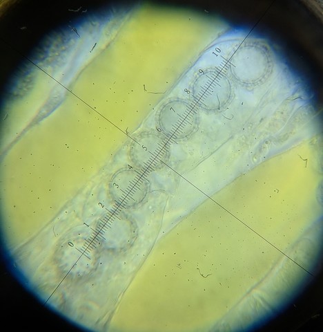 undefined (Pachyphlodes carnea)