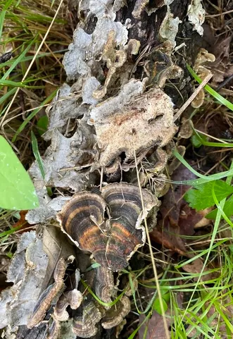 Turkey Tail (Trametes versicolor)