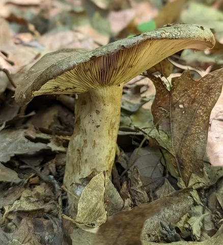 Clay-Gilled Milkcap (Lactarius argillaceifolius-IN02)