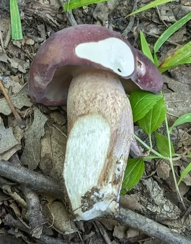 Reddish Brown Bitter Bolete (Tylopilus rubrobrunneus)