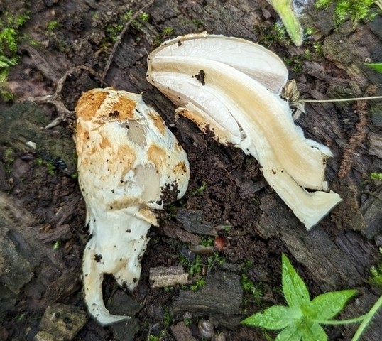 Scaly Ink Cap (Coprinopsis variegata)