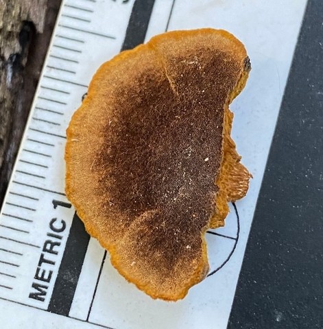 Mustard Yellow Polypore (Fuscoporia gilva)