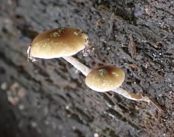 Viscid Bolbitius (Bolbitius viscosus)