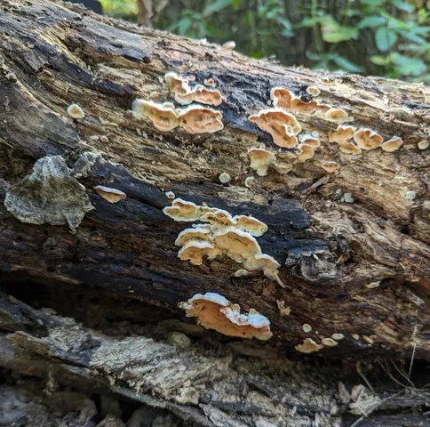 Trembling Crust (Merulius tremellosus)
