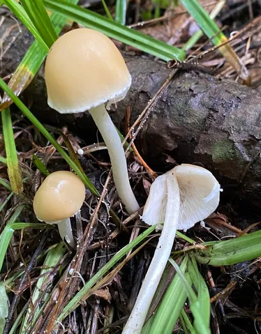 Pale Brittlestem (Candolleomyces candolleanus)