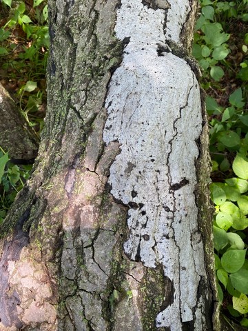 Hypoxylon Canker (Biscogniauxia atropunctata)