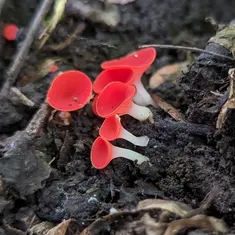 Stalked Scarlet Cup
