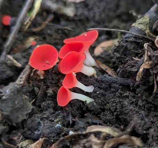 Sarcoscypha occidentalis