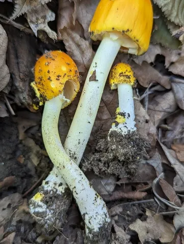 Yellow Patches (Amanita flavoconia)