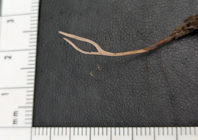 undefined (Ophiocordyceps stylophora)