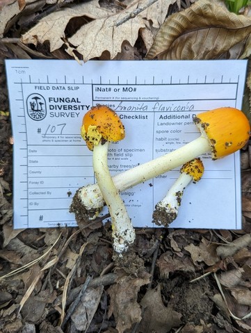 Yellow Patches (Amanita flavoconia-03)