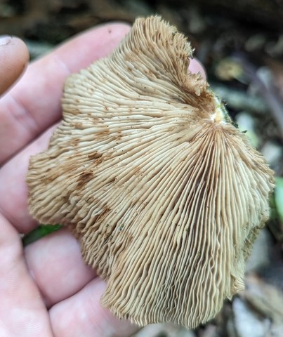 Saffron Oysterling (Crepidotus crocophyllus)
