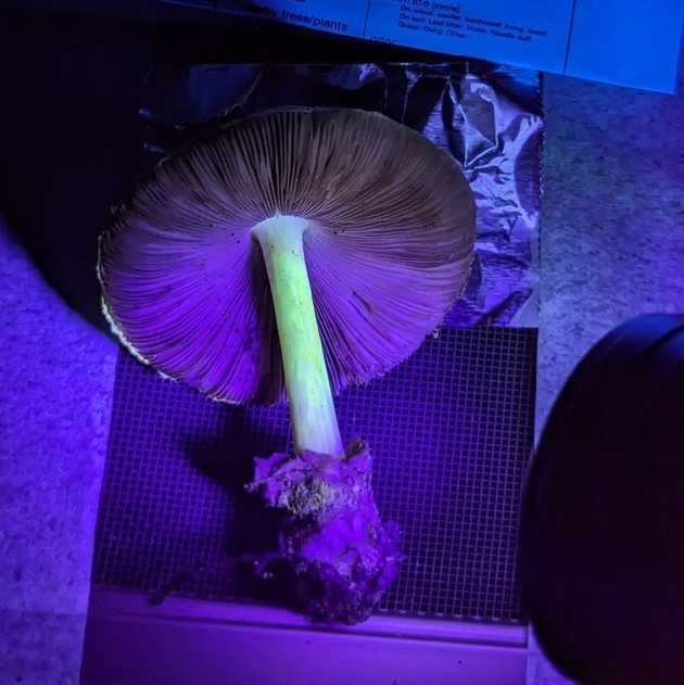 UV